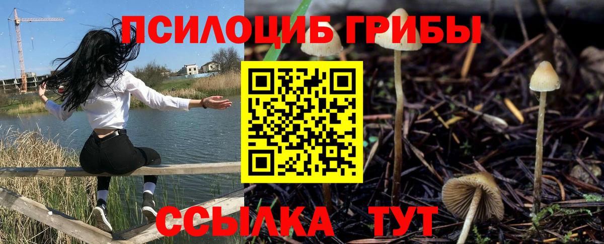 купить  цена  Вход с VPN  Галлюциногенные грибы прущие грибы  Острогожск  Псилоцибиновые грибы Cubensis 